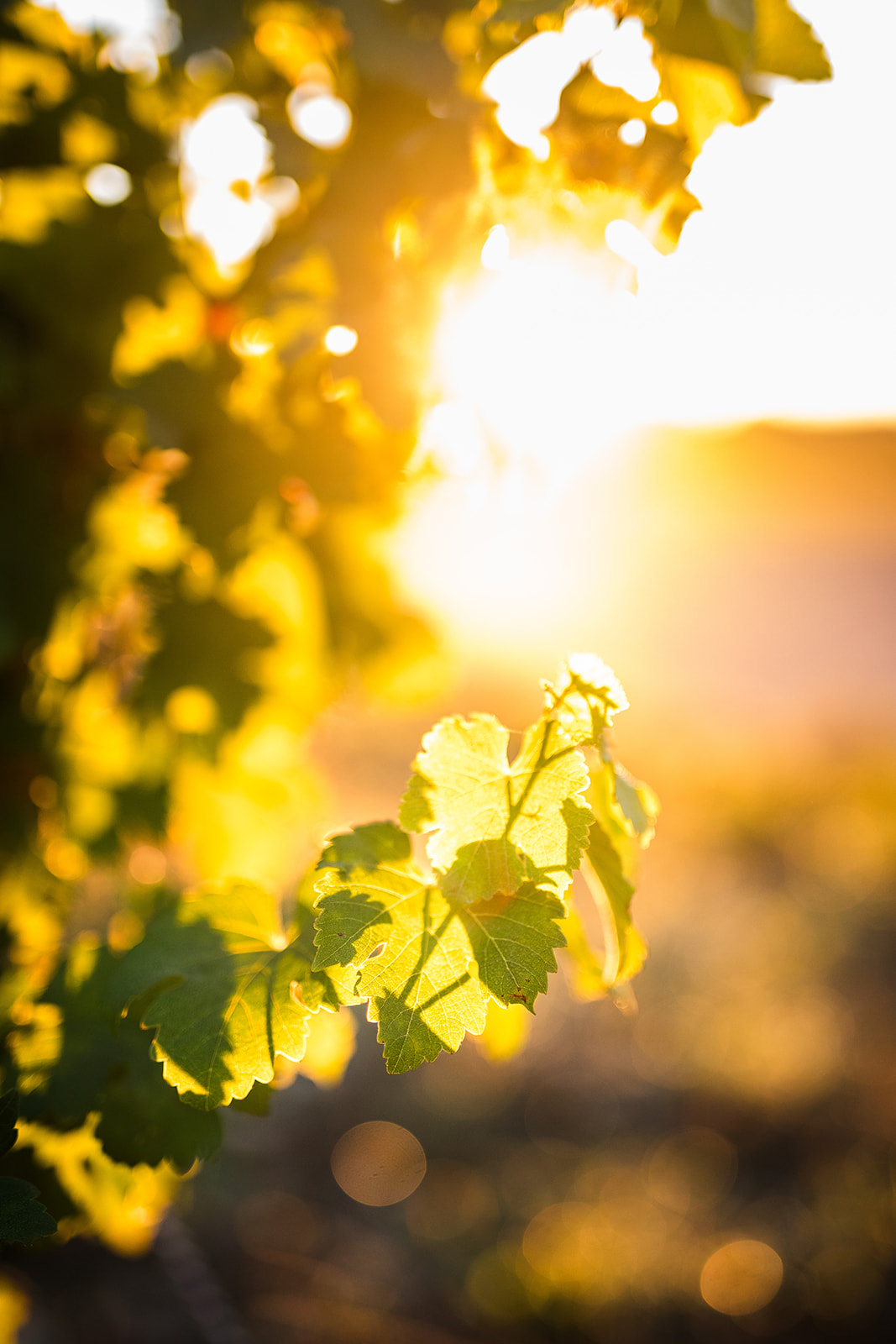 Branche de vignes devant un coucher de soleil
