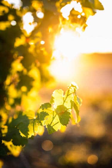 coucher de soleil dans les vignes