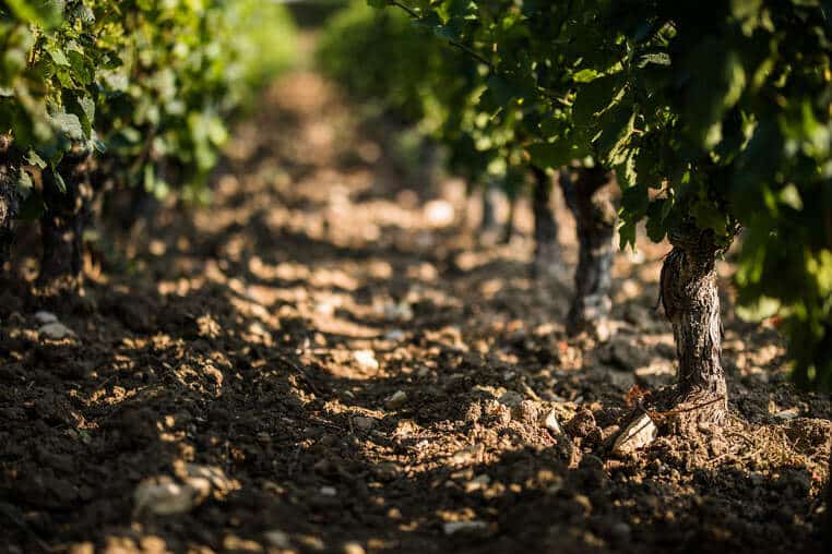 Pieds de vigne