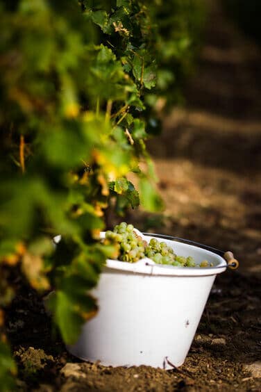 Un seau rempli de grappes de raisin au pied d'une vigne