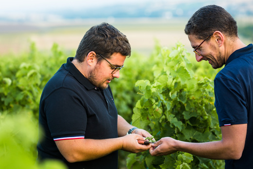 Les frères Berthier observe nt le raisin de la vigne