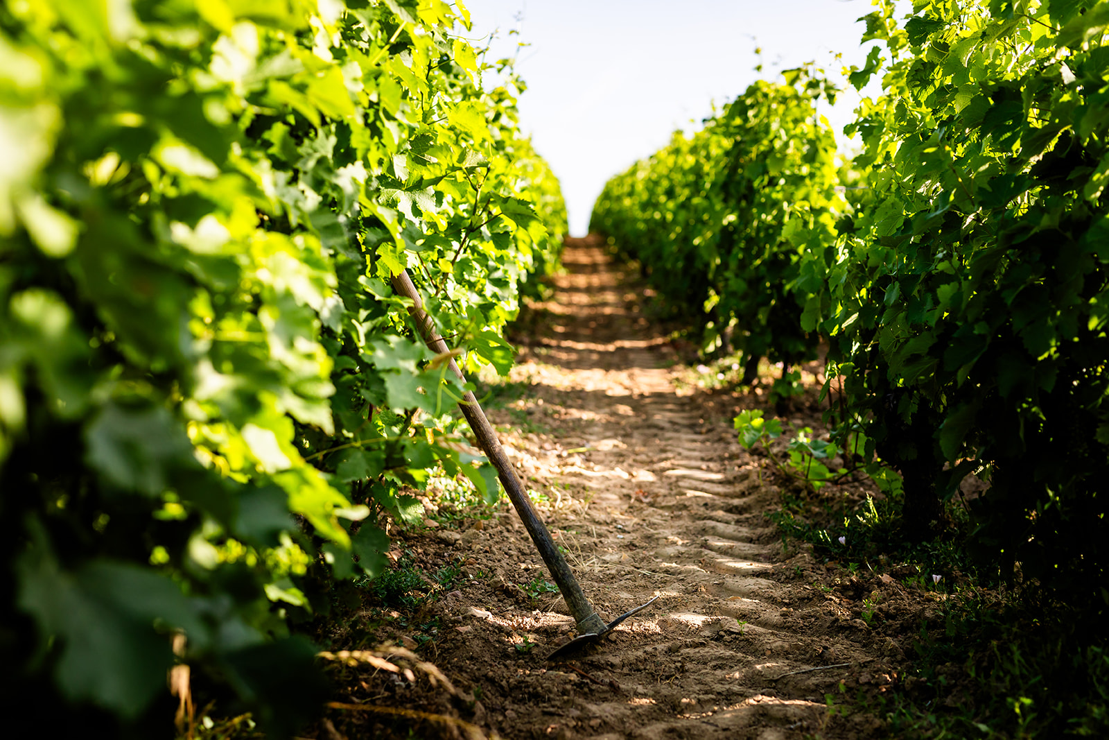Pieds de vigne