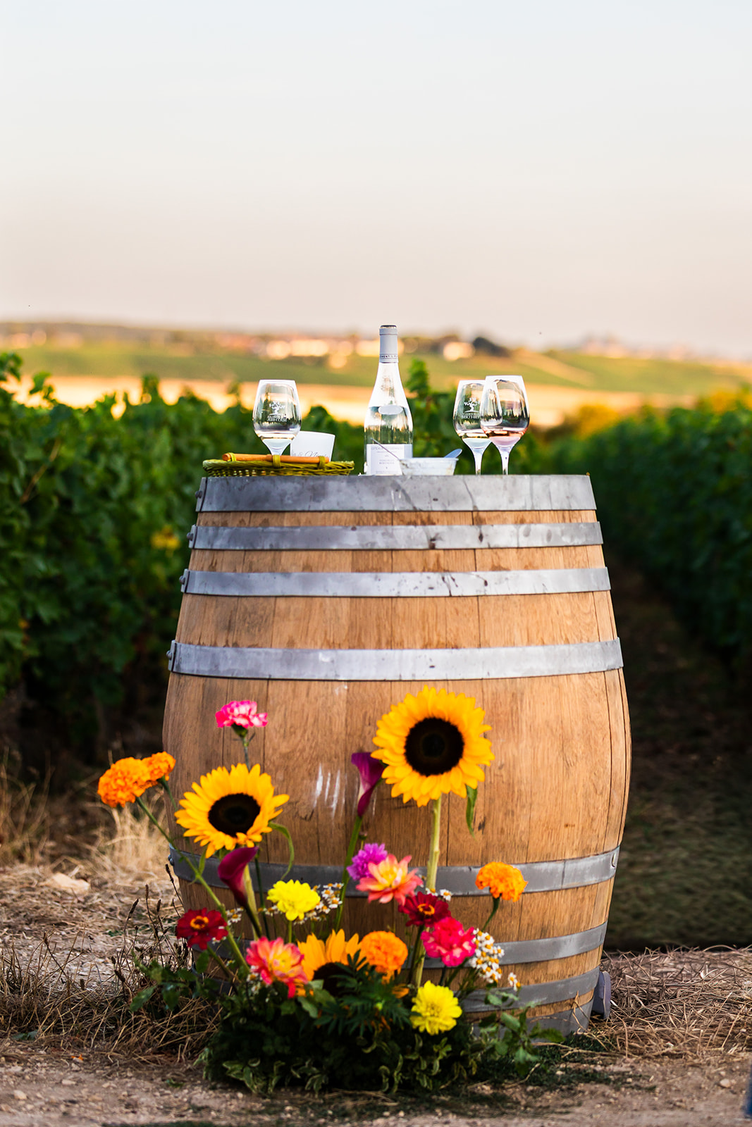 Vignobles Berthier Une vigne au coucher du soleil